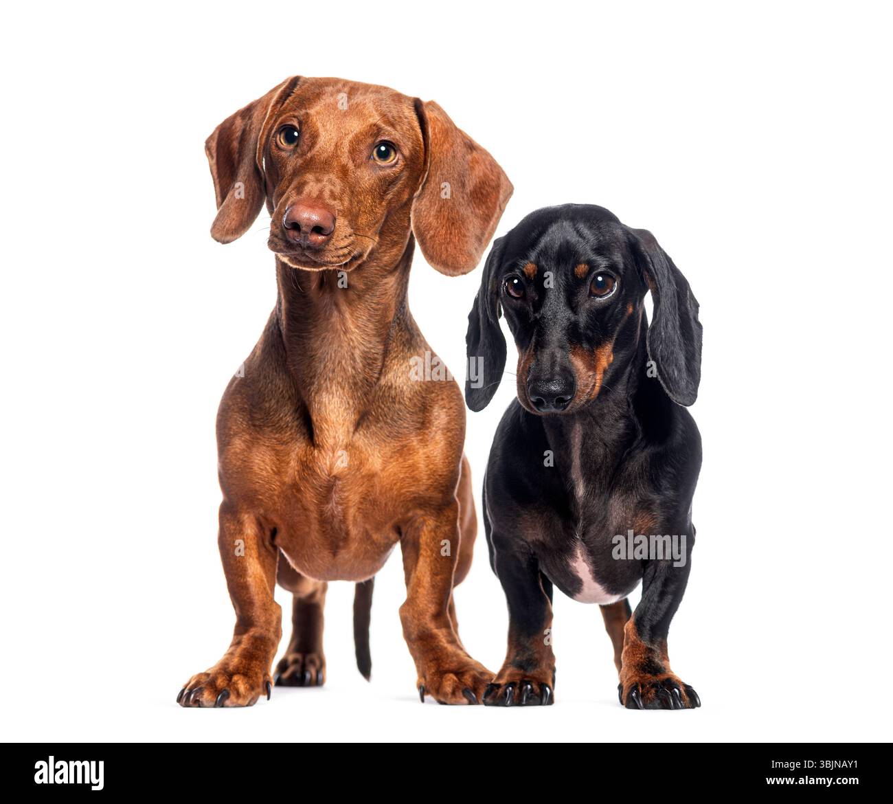 Le dondoli marrone e nero si aprono insieme su uno sfondo bianco Foto Stock