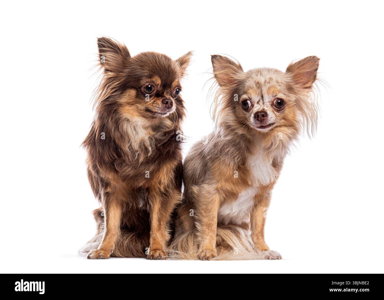 Due chihuahua dai capelli lunghi seduti insieme e che guardano lontano su uno sfondo bianco Foto Stock