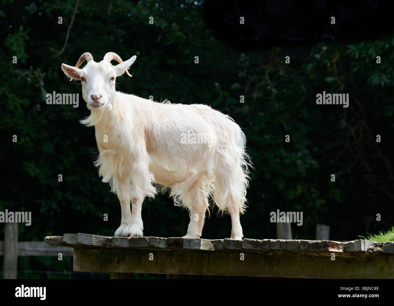 Capra altezzosa al West Lodge Farm, centro rurale, Rothwell, Inghilterra. Foto Stock