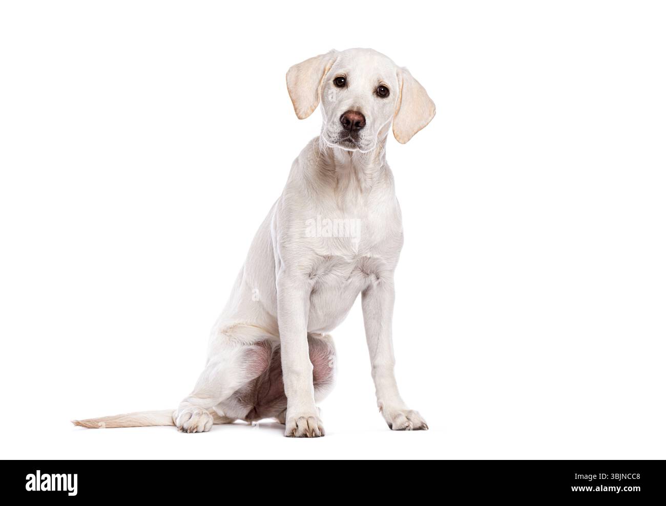 Cucciolo giovane labrador Retriever seduto e dall'aspetto attento, isolato su uno sfondo bianco senza cuciture Foto Stock