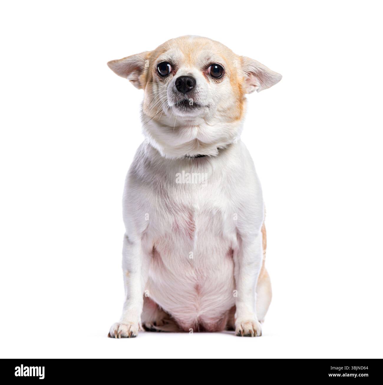 Il cane chihuahua color crema è seduto e guarda la macchina fotografica, isolato su sfondo bianco Foto Stock