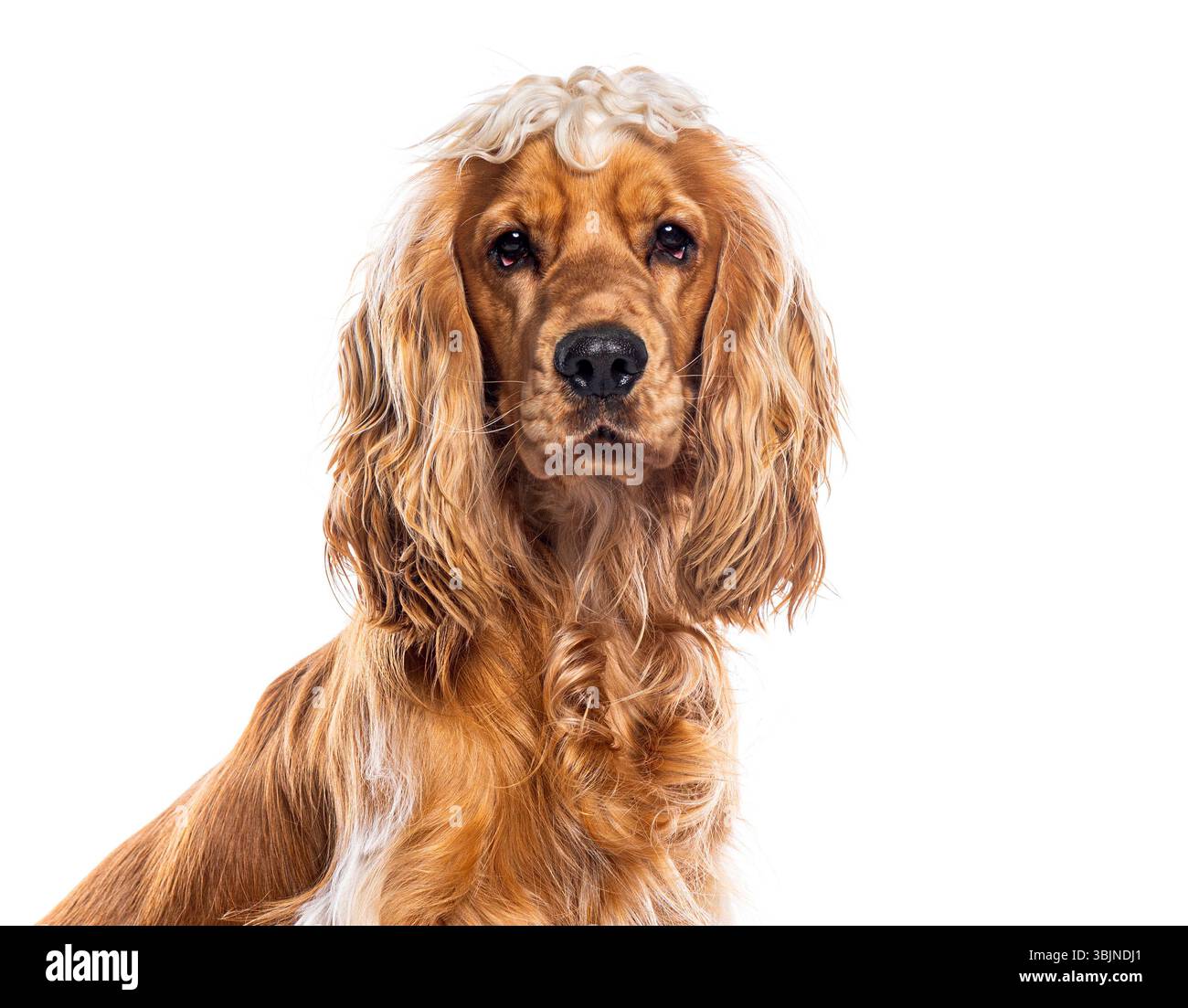 Ritratto dell'adorabile cocker spaniel inglese seduto su sfondo bianco Foto Stock