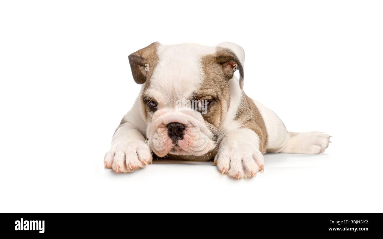 Simpatico cucciolo Bulldog inglese sdraiato e guardando in basso davanti a sfondo bianco, Remastered Foto Stock
