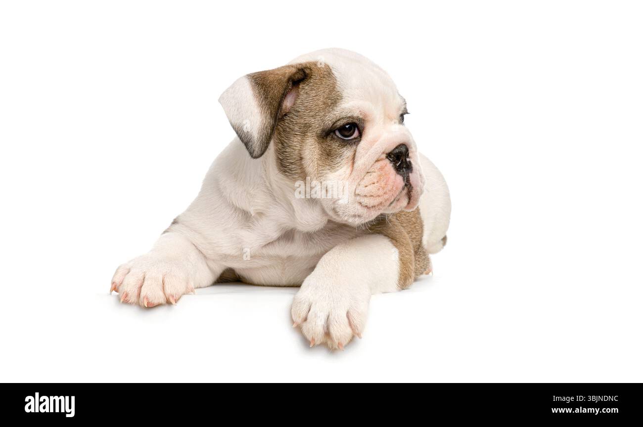 Simpatico cucciolo Bulldog inglese sdraiato e con le zampe appese su uno striscione bianco orizzontale vuoto, perfetto per aggiungere testo personalizzato Foto Stock