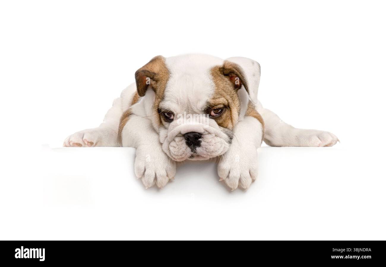Simpatico cucciolo Bulldog inglese sdraiato e guardato in basso con zampe appese su uno striscione bianco orizzontale vuoto perfetto per aggiungere testo personalizzato Foto Stock
