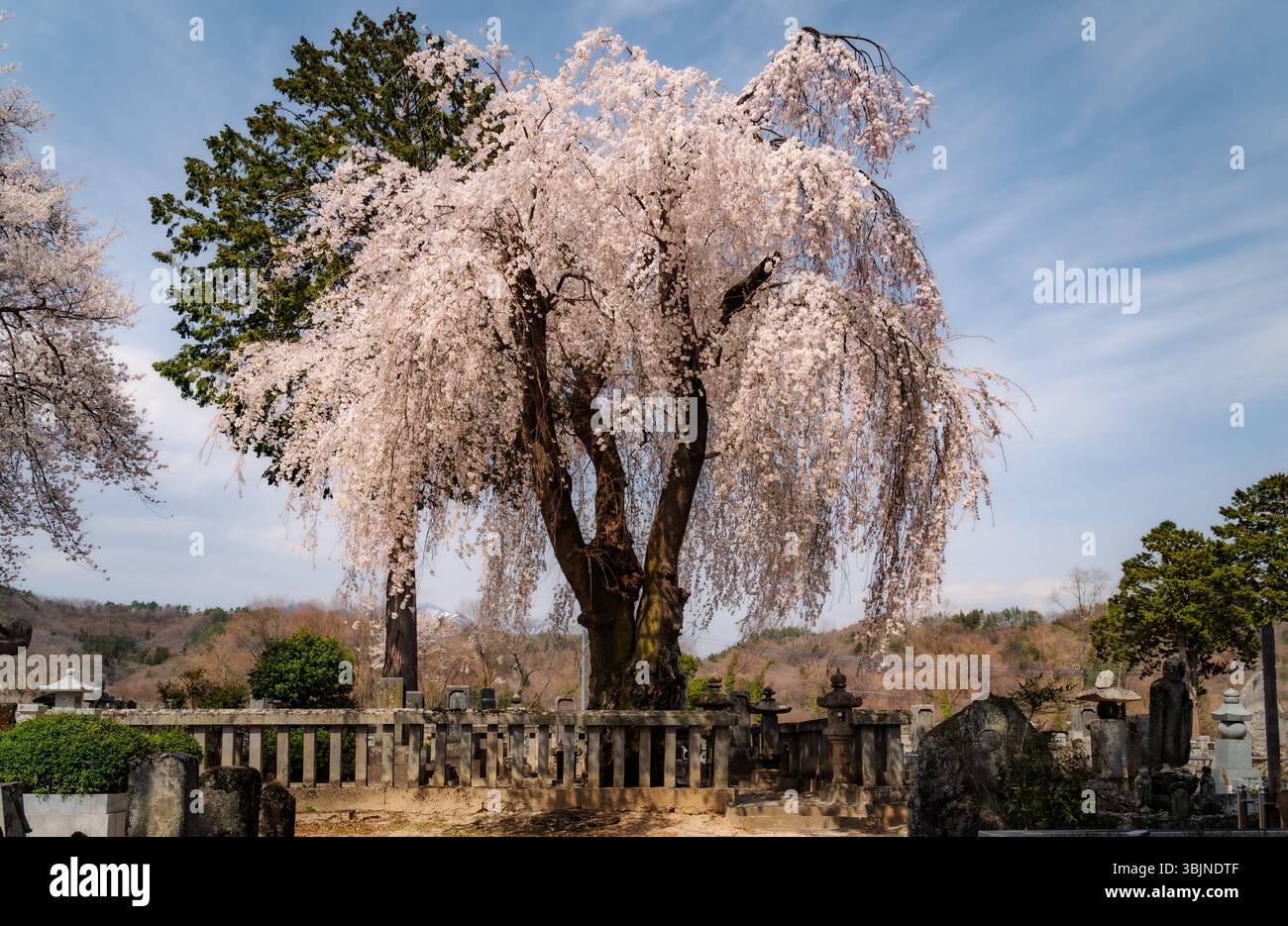 Nella quiete di un cimitero rurale di templi, un grande vecchio ciliegio piangente fiorisce con rami pesanti con morbidi fiori rosa e bianchi, le sue radici r Foto Stock