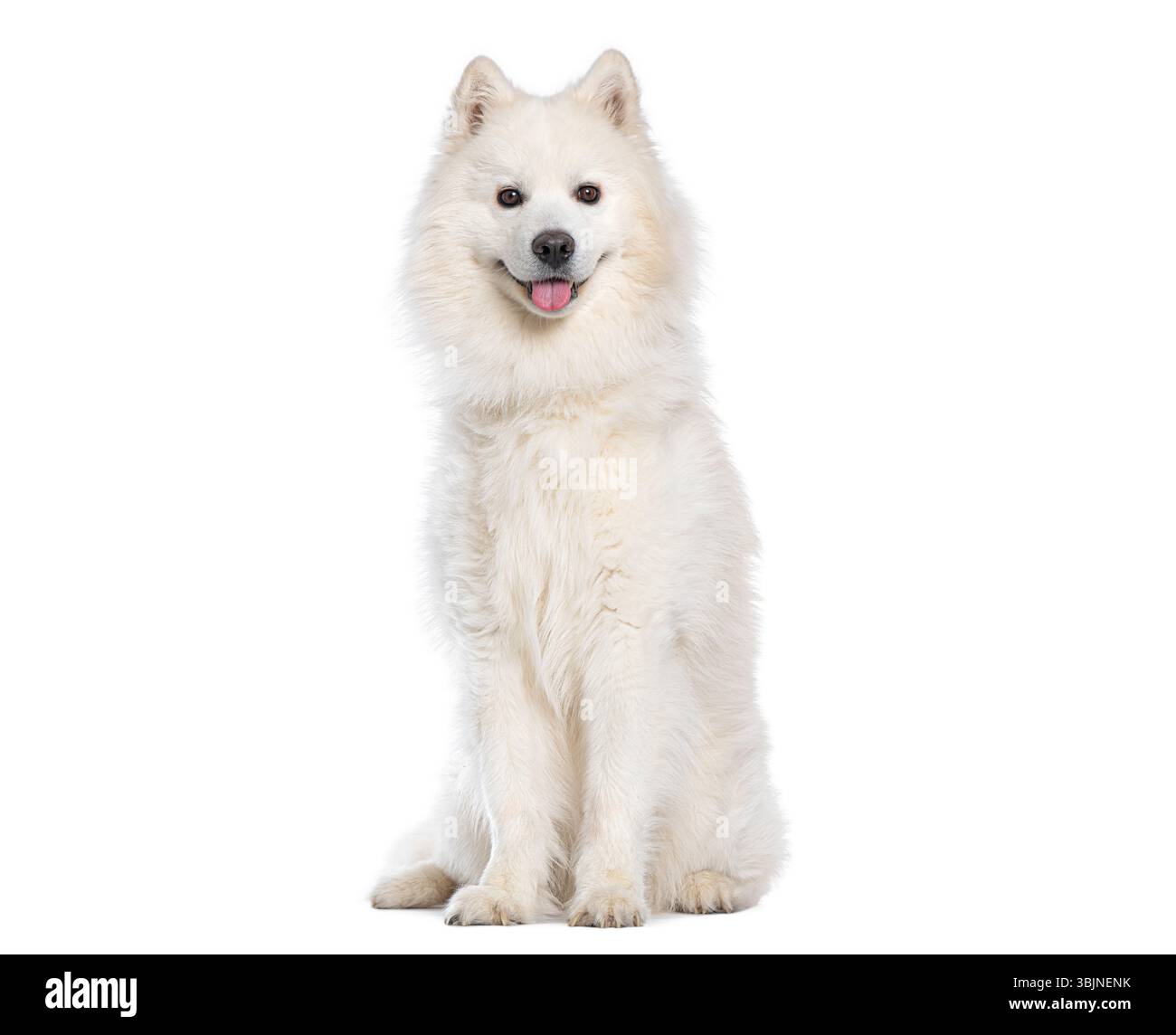 Adorabile cane samoidato seduto e pantato, isolato su sfondo bianco Foto Stock
