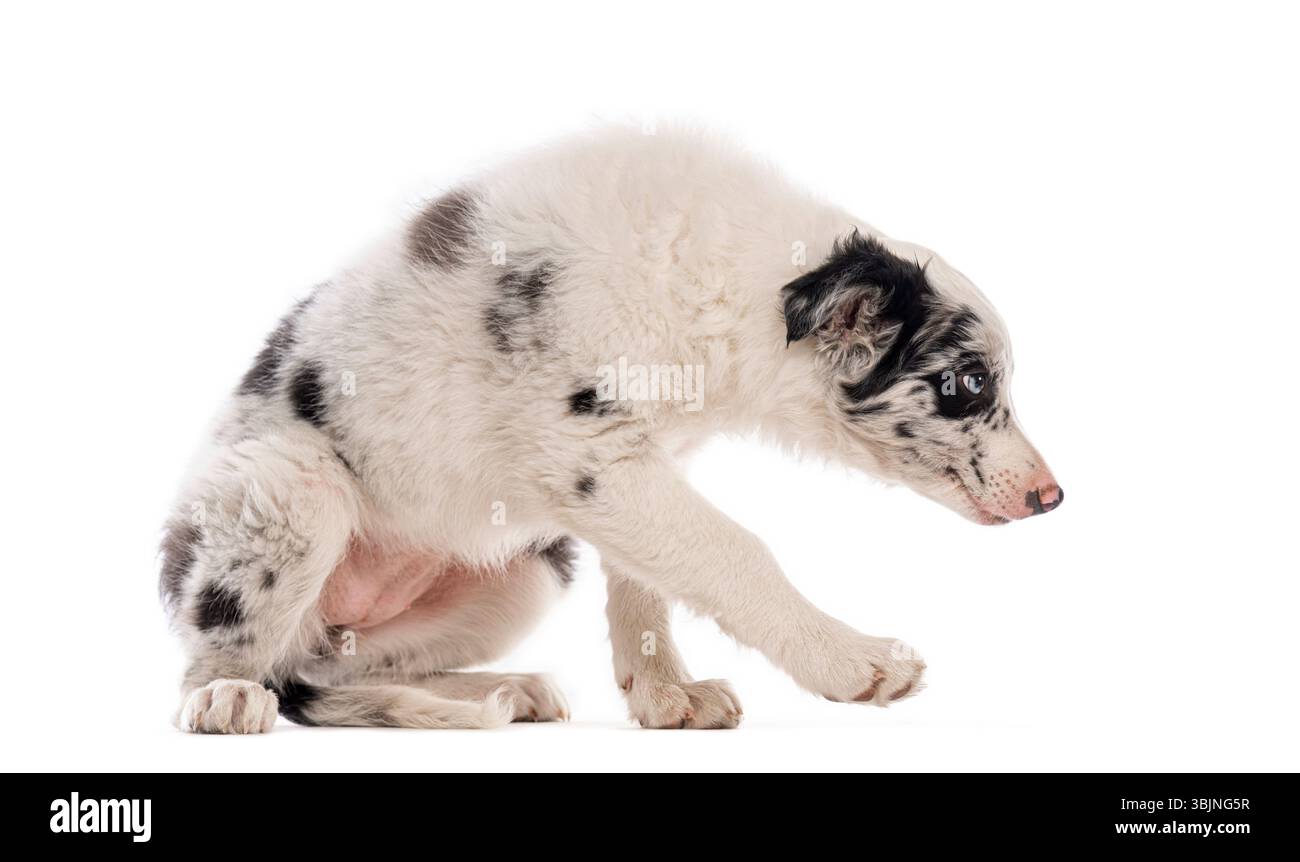 Cucciolo con collie sul bordo seduto e allungato, piegato e allungato in avanti con la zampa anteriore su sfondo bianco Foto Stock