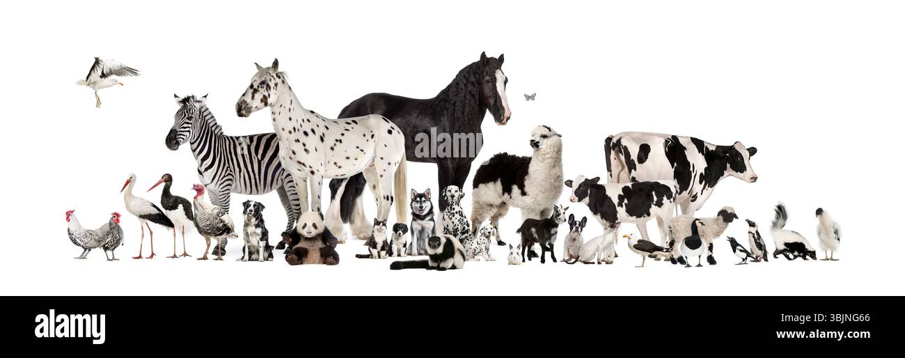 Grande gruppo di animali da fattoria bianchi e neri e di animali selvatici di diverse specie che si trovano insieme su uno sfondo bianco Foto Stock