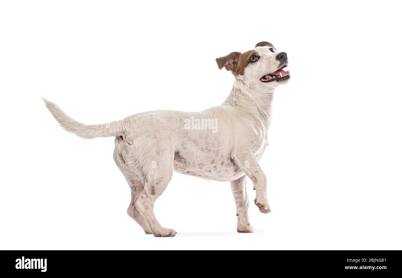 Giocoso Jack russell terrier in piedi su due gambe, agita la coda e guarda in alto con interesse, isolato su sfondo bianco Foto Stock