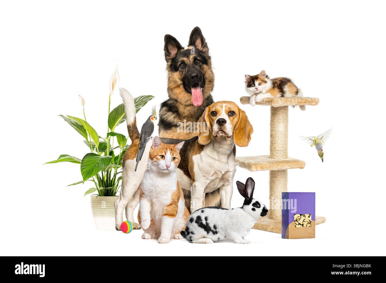 Un grande gruppo di animali domestici, tra cui cani, gatti, uccelli e conigli, che posa insieme a cibo, piante e gatto degli alberi su sfondo bianco Foto Stock