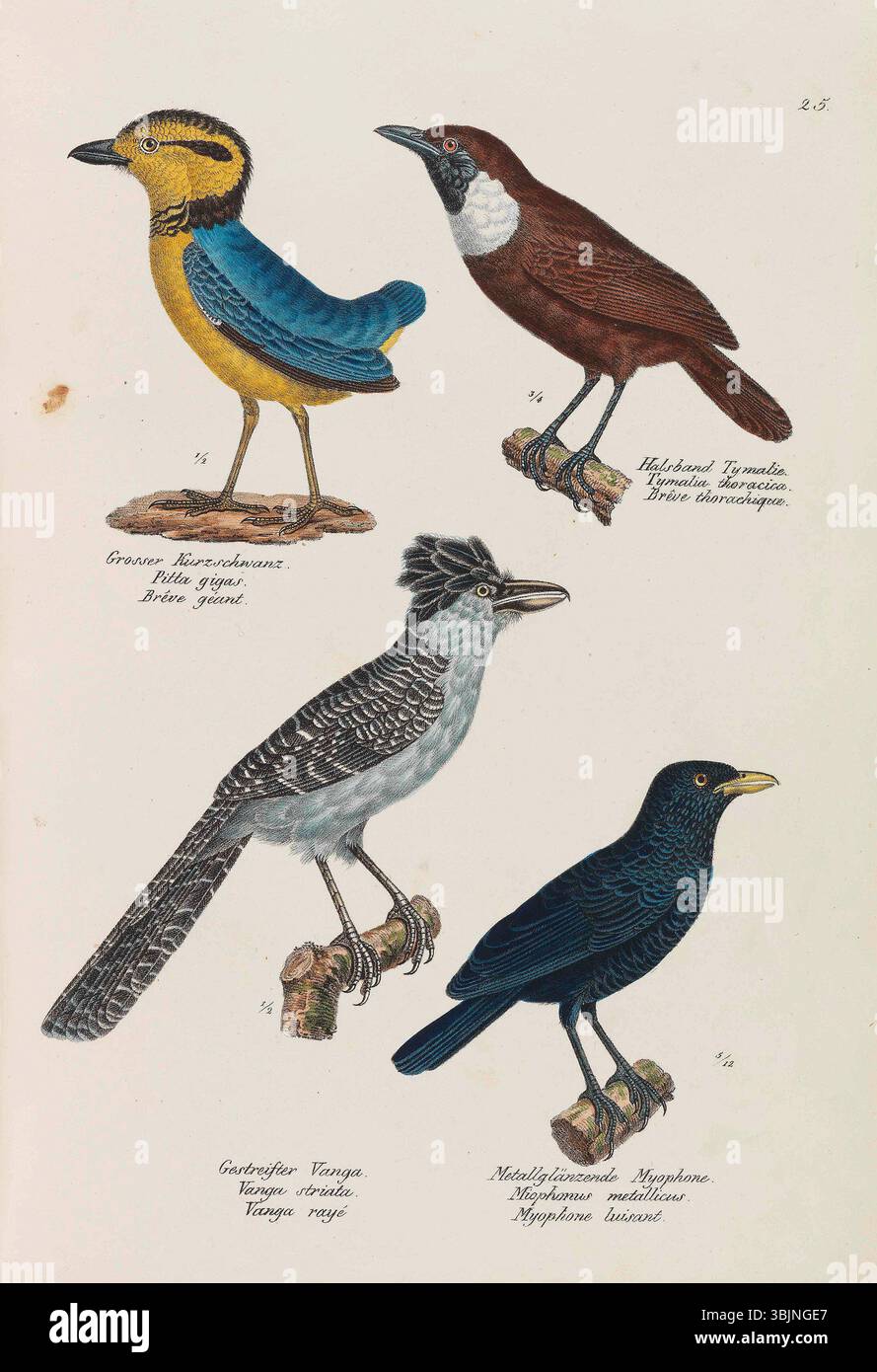 Il *Vögel* (1830) di Heinrich Rudolf Schinz presenta illustrazioni di varie specie di uccelli, tra cui il *Pitta gigas* e *Vanga striata*. Questo lavoro fa parte dello studio completo sugli uccelli di Schinz e offre rappresentazioni visive dettagliate delle specie aviarie. Foto Stock Il *Vögel* (1830) di Heinrich Rudolf Schinz presenta illustrazioni di varie specie di uccelli, tra cui il *Pitta gigas* e *Vanga striata*. Questo lavoro fa parte dello studio completo sugli uccelli di Schinz e offre rappresentazioni visive dettagliate delle specie aviarie. Foto Stock