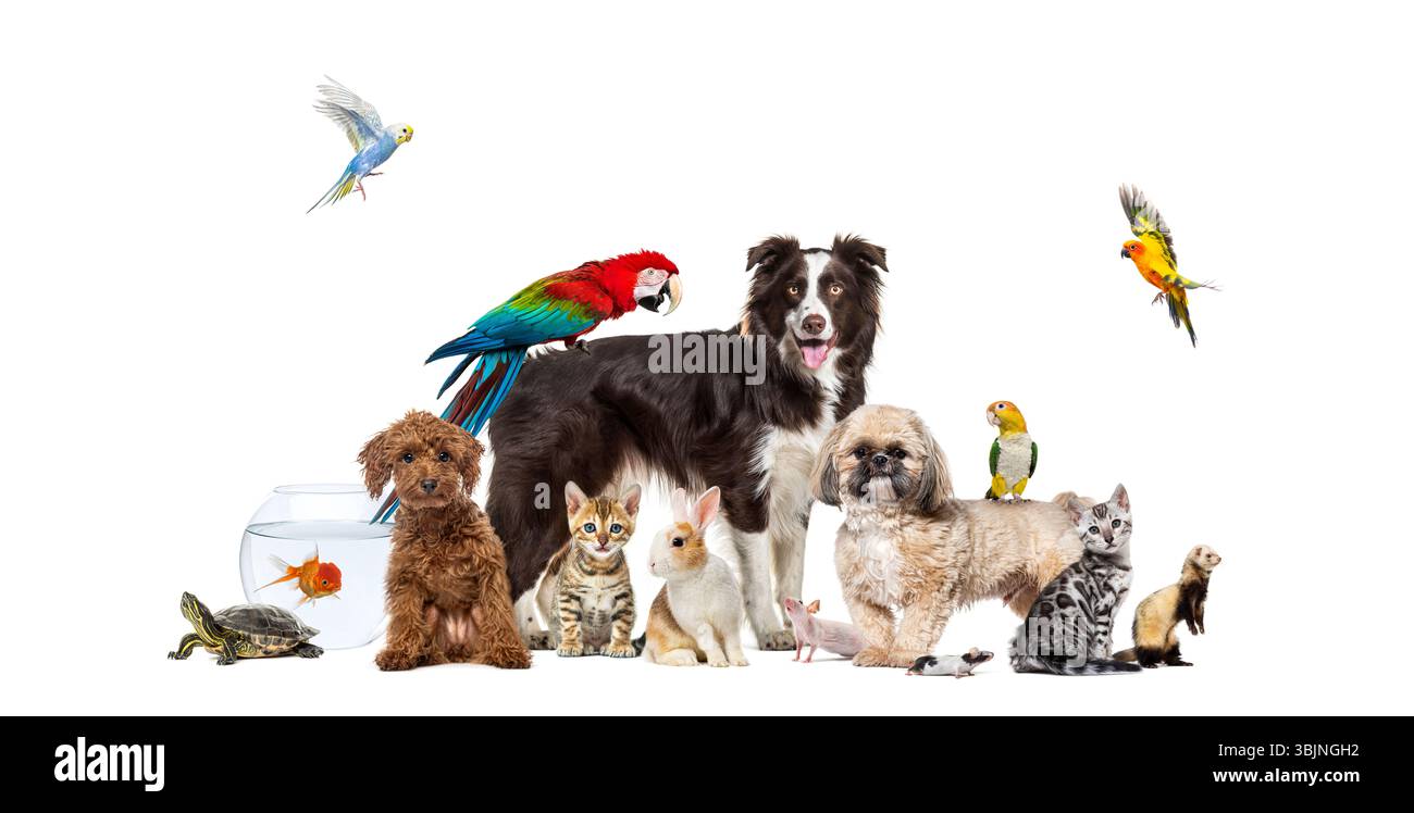 Un gruppo di animali domestici, tra cui cani, gatti, uccelli, roditori, pesci e rettili, si posa insieme su uno sfondo bianco Foto Stock