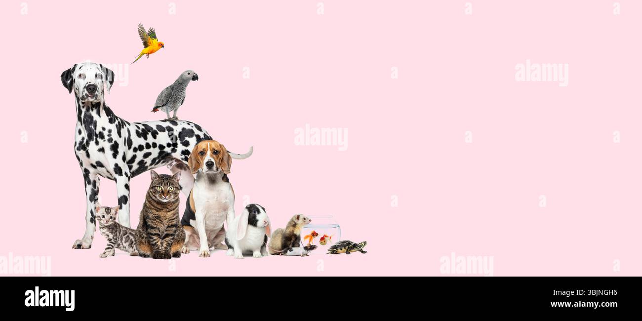 Grande gruppo di animali domestici, compresi cani, gatti, uccelli, conigli, furetti, tartaruga e pesce si stanno posando insieme su sfondo bianco Foto Stock