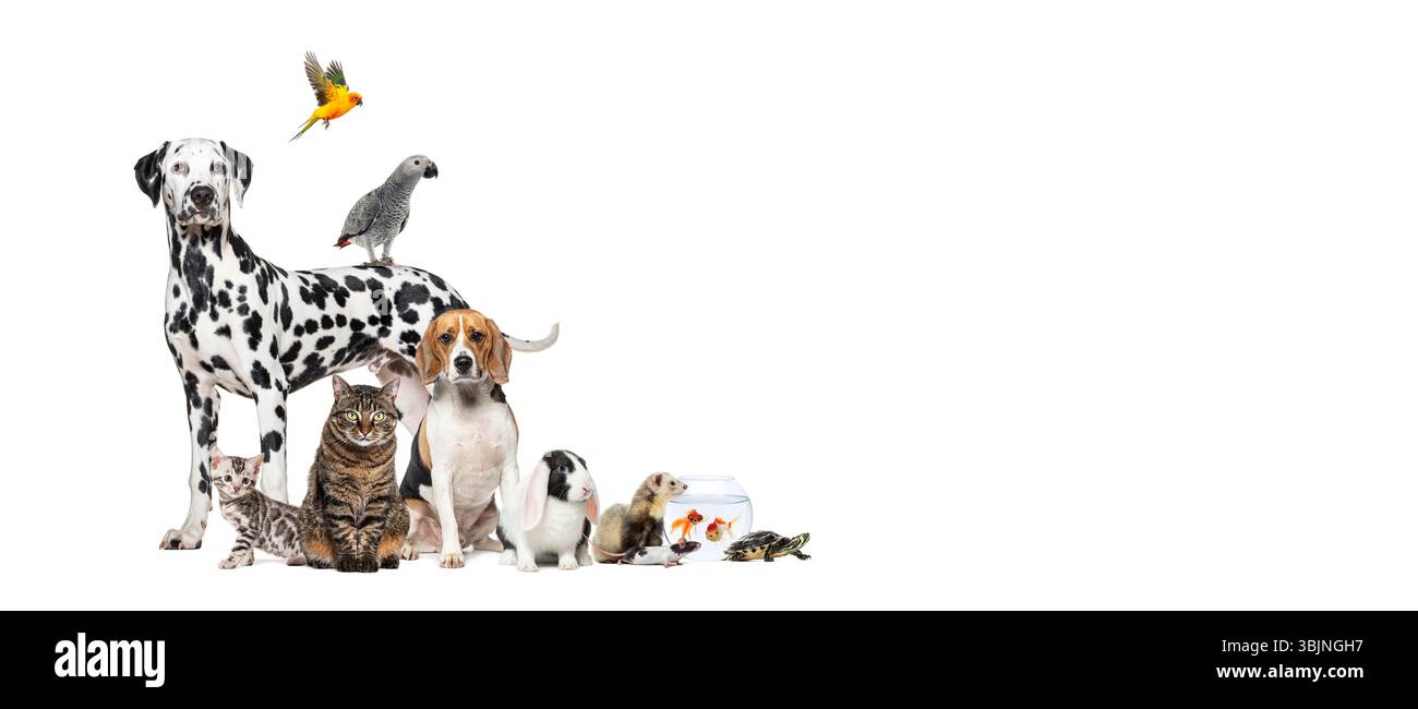 Grande gruppo di animali domestici, compresi cani, gatti, uccelli, conigli, furetti, tartaruga e pesce si stanno posando insieme su sfondo bianco Foto Stock