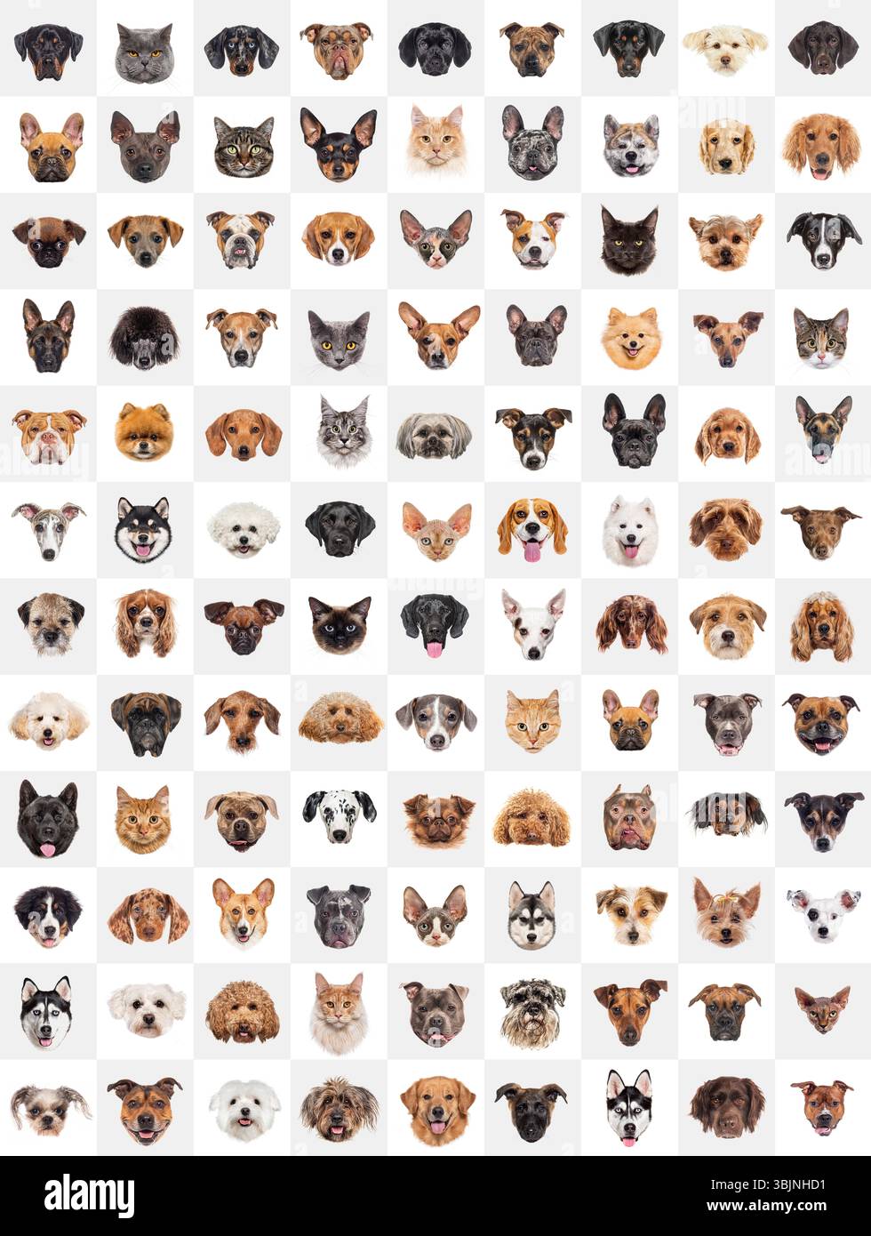Molte diverse razze di cani e gatti guardano la fotocamera su sfondo bianco Foto Stock