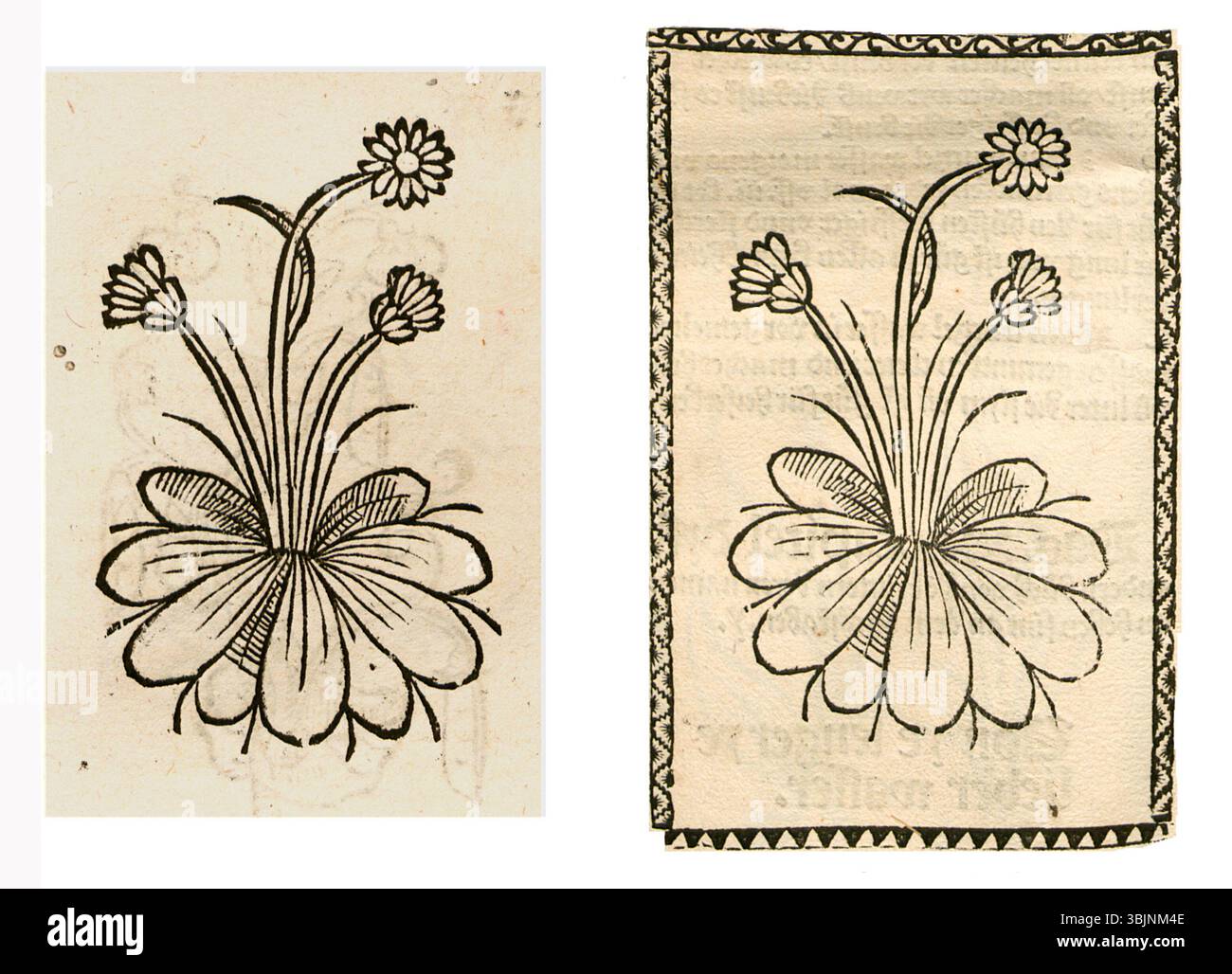 Illustrazione botanica di Bellis perennis, comunemente nota come margherita comune, creata tra il 1497 e il 1500. Foto Stock