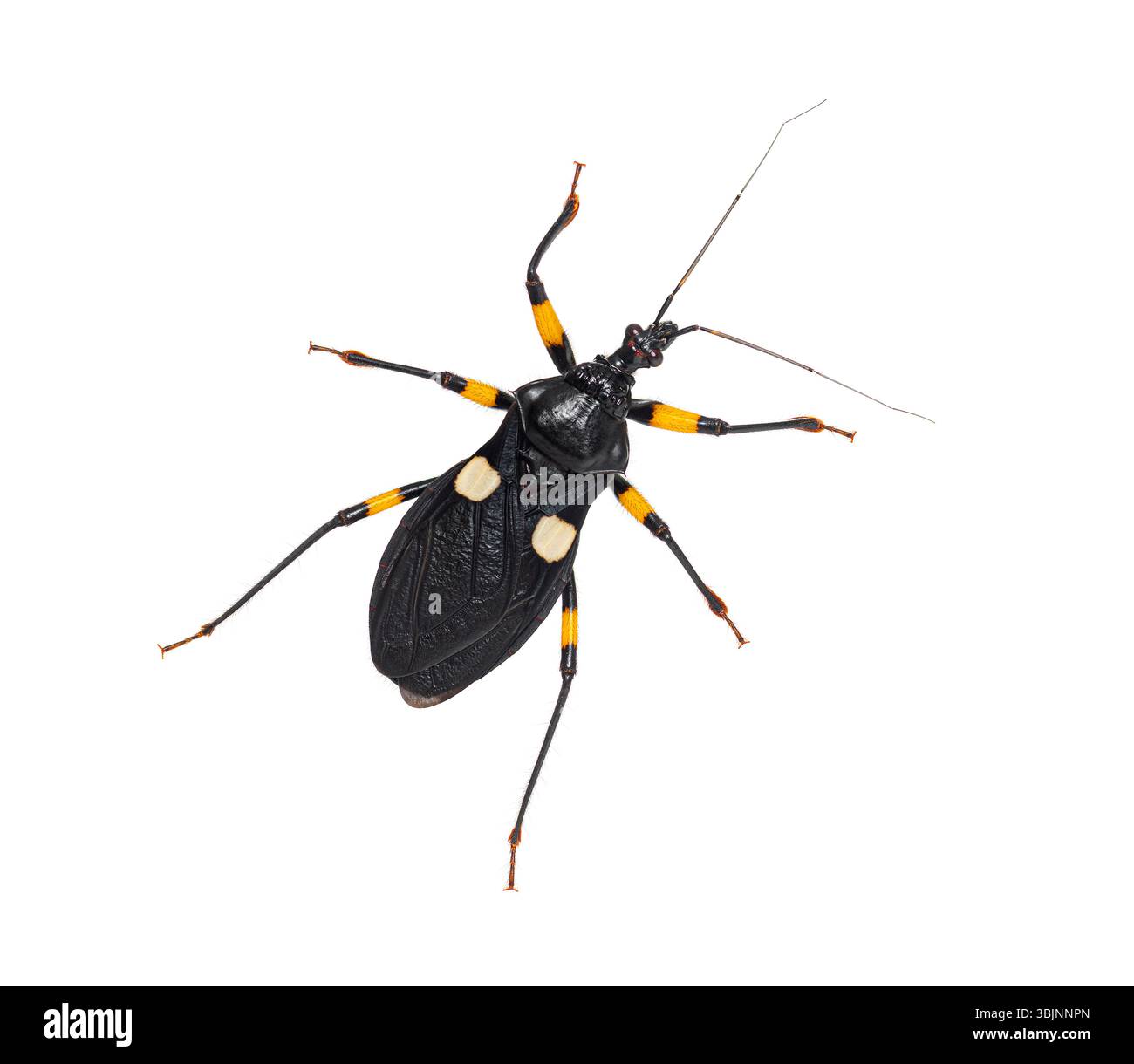 Insetto assassino adulto a due macchie, Platymeris biguttatus, isolato Foto Stock