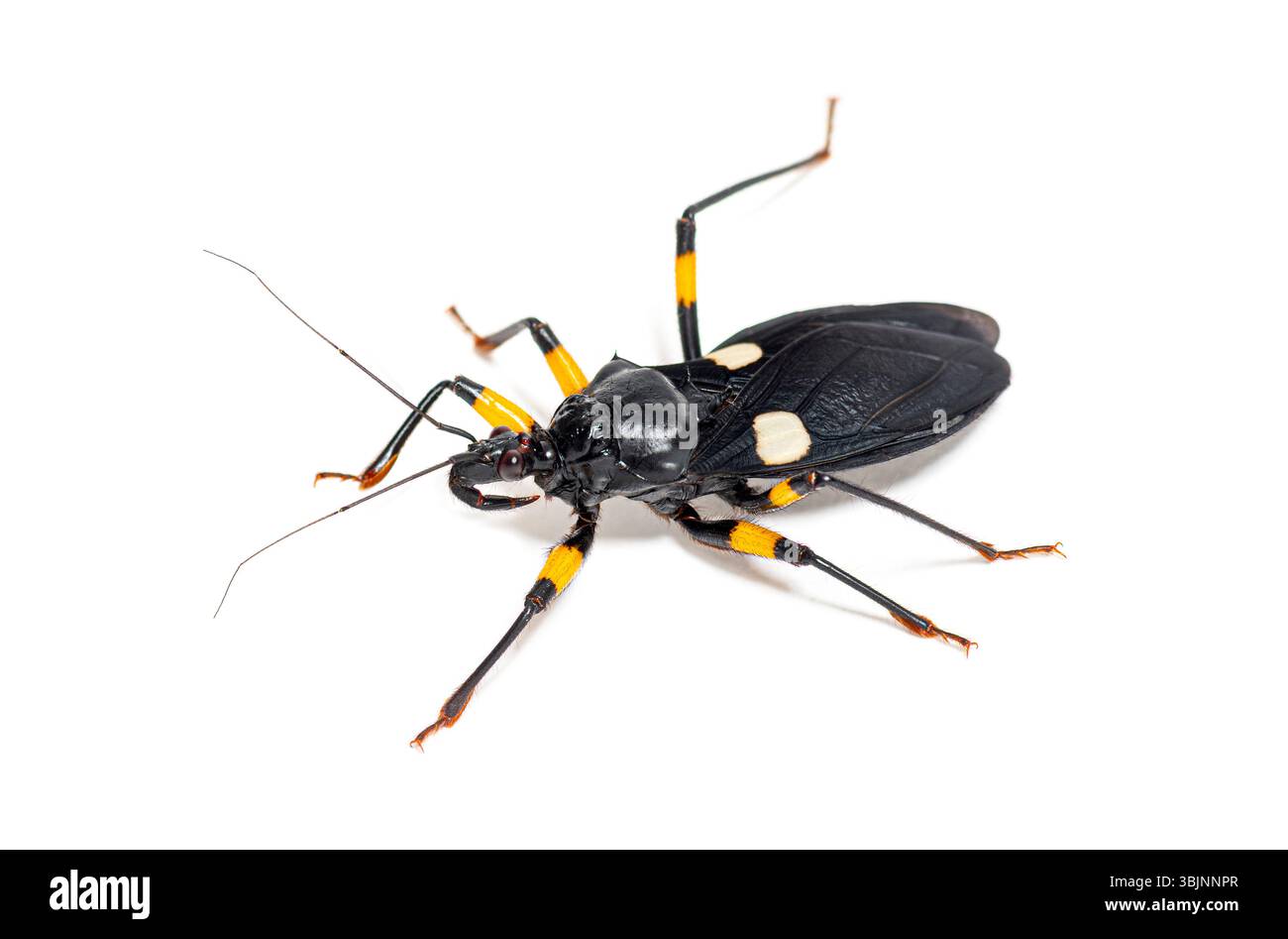 Insetto assassino adulto a due macchie, Platymeris biguttatus, isolato Foto Stock