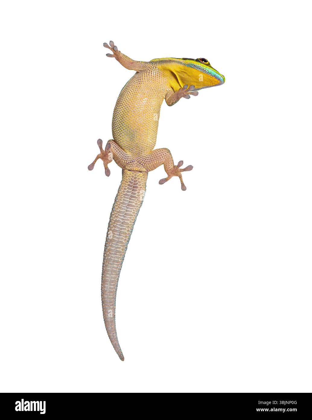Lato ventrale di un geco diurno dalla testa gialla visto attraverso il vetro, Phelsuma klemmeri, isolato su bianco Foto Stock