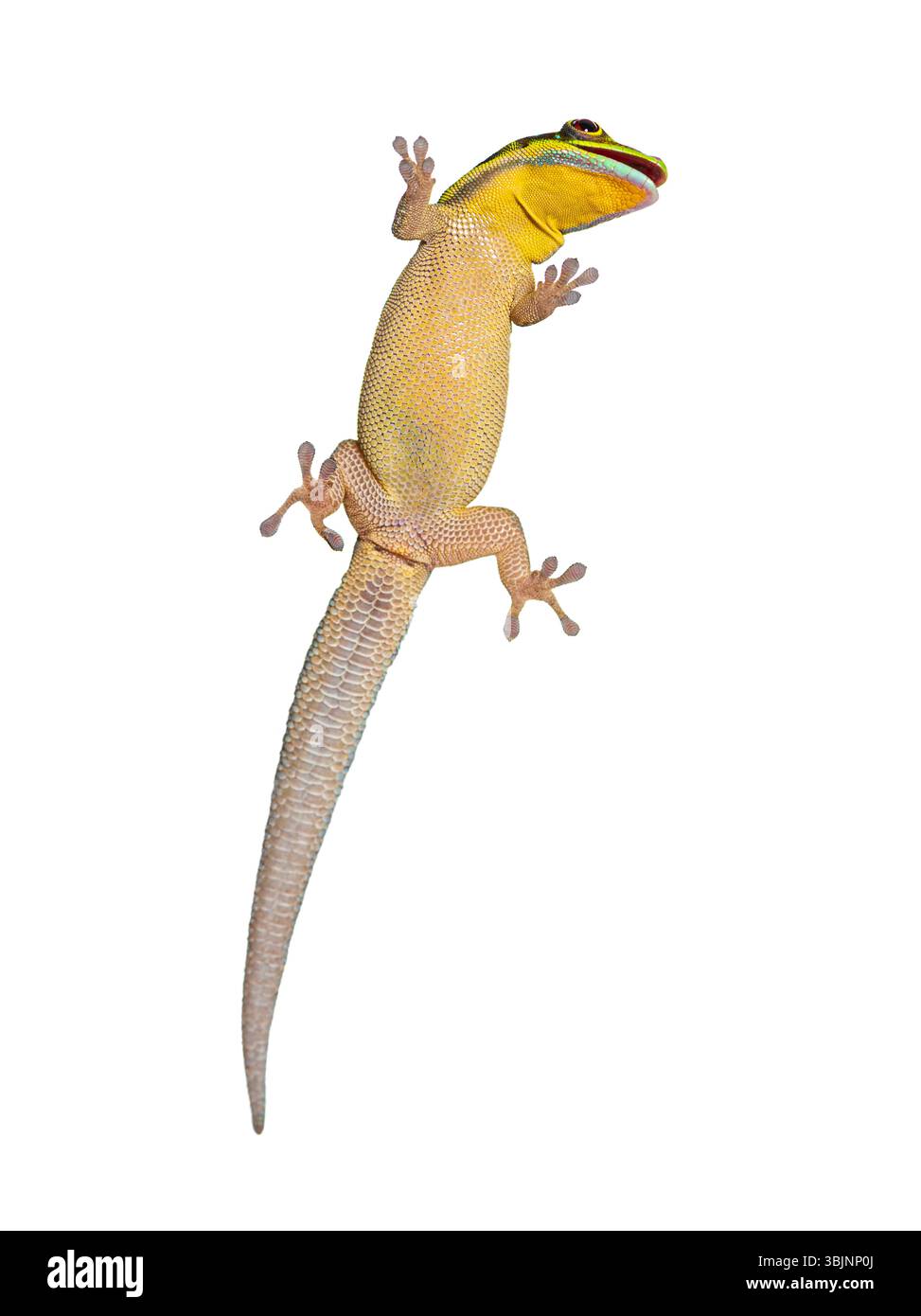 Lato ventrale di un geco diurno dalla testa gialla visto attraverso la bocca di vetro aperta, Phelsuma klemmeri, isolato su bianco Foto Stock