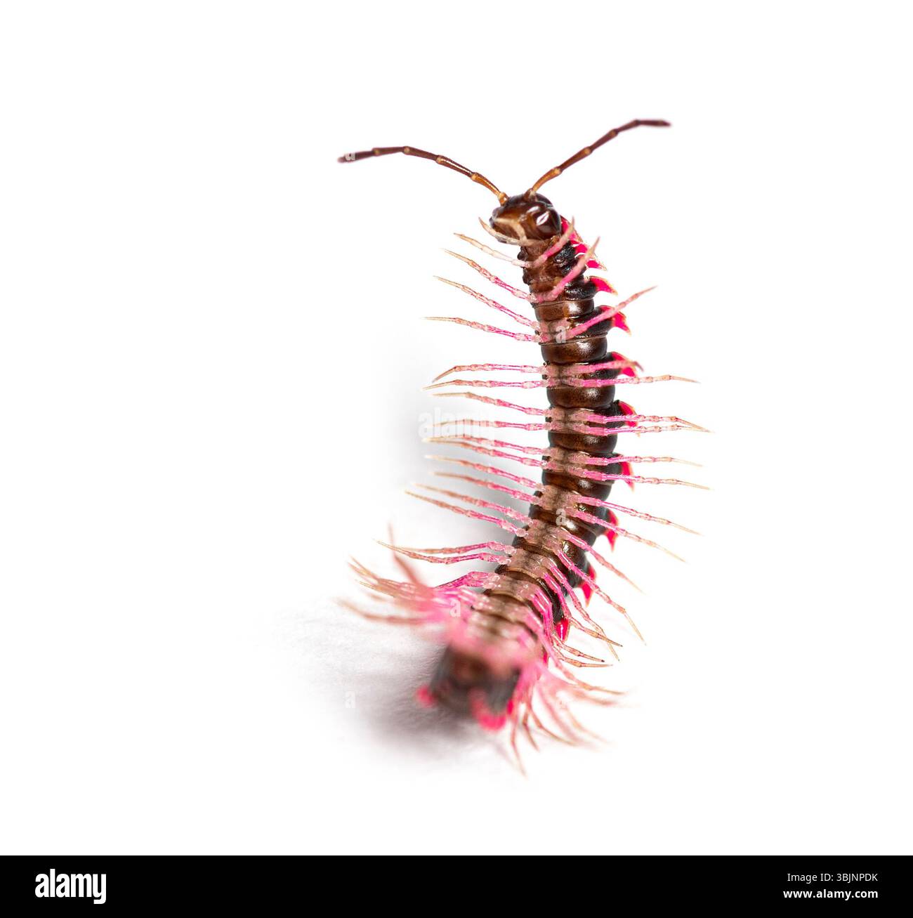 Vista dall'alto di un Desmoxytes planata Millipede in difficoltà sul retro, che cerca di girarsi, isolato su sfondo bianco Foto Stock