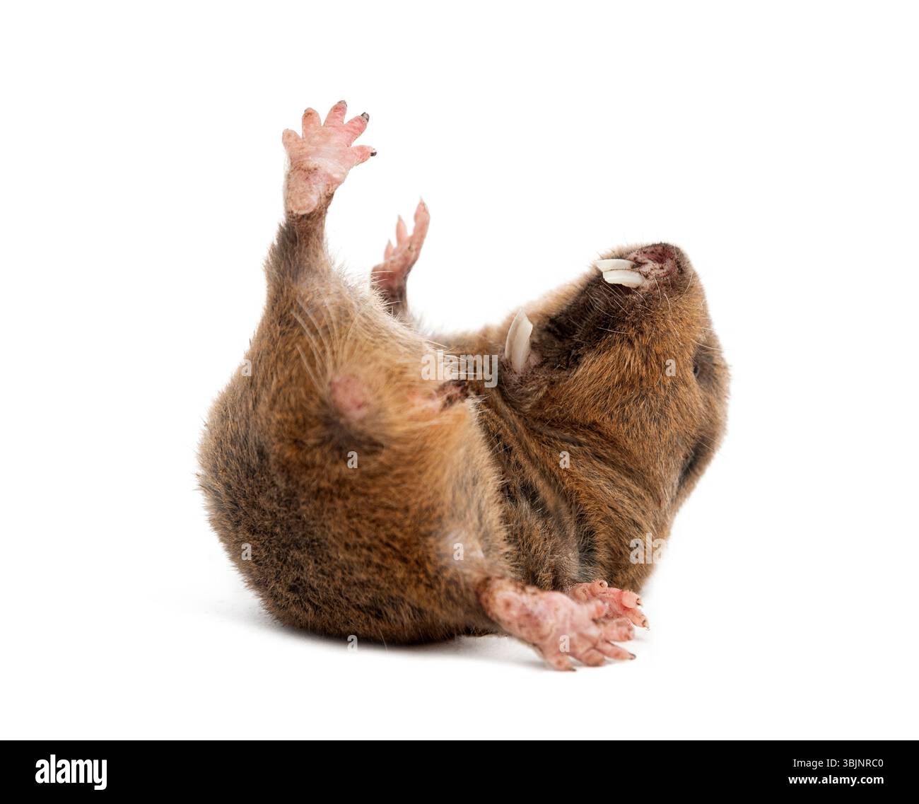 Capovolto il ratto talpa di Ansell, Fukomys anselli, bocca aperta mostrando i suoi enormi denti Foto Stock