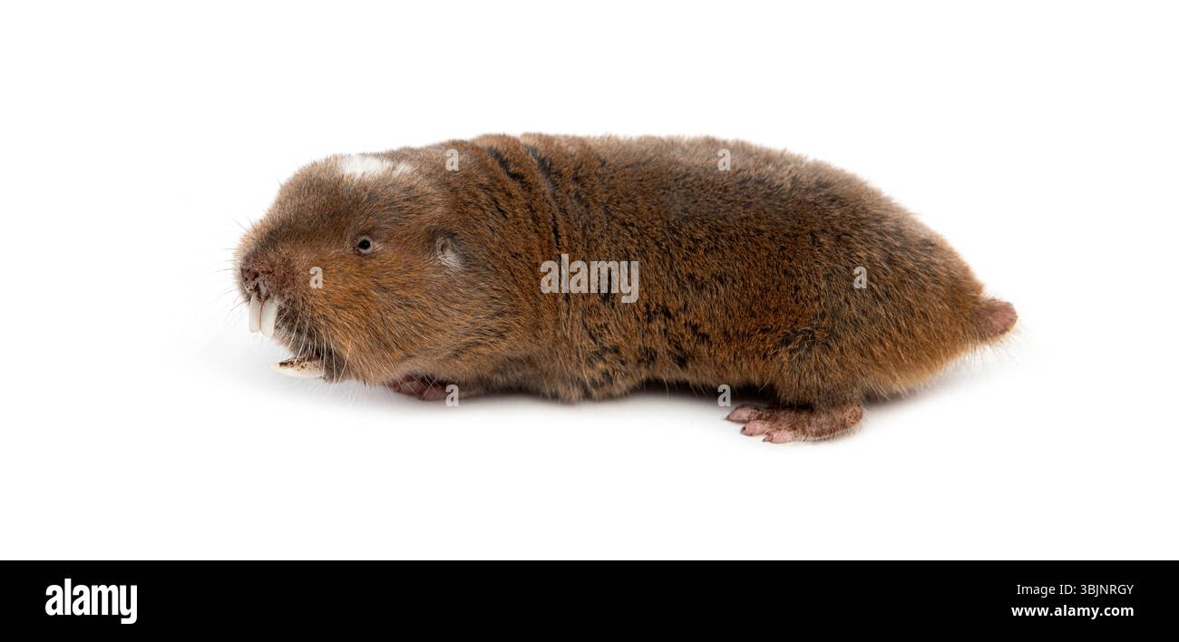 Il mole-ratto di Ansell, Fukomys anselli, bocca aperta mostrando i suoi enormi denti Foto Stock