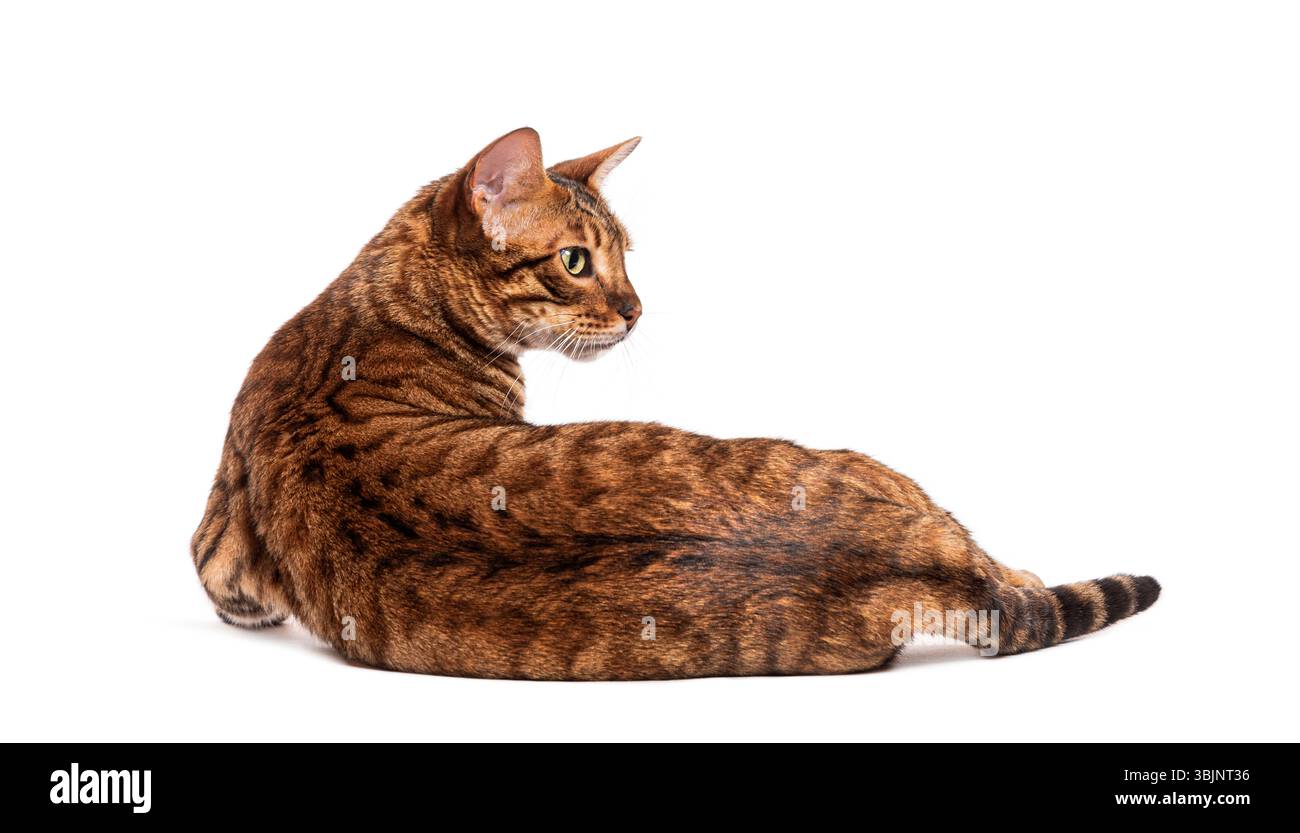 Gatto Toyger sdraiato e guardato indietro sulle spalle con un'espressione curiosa Foto Stock