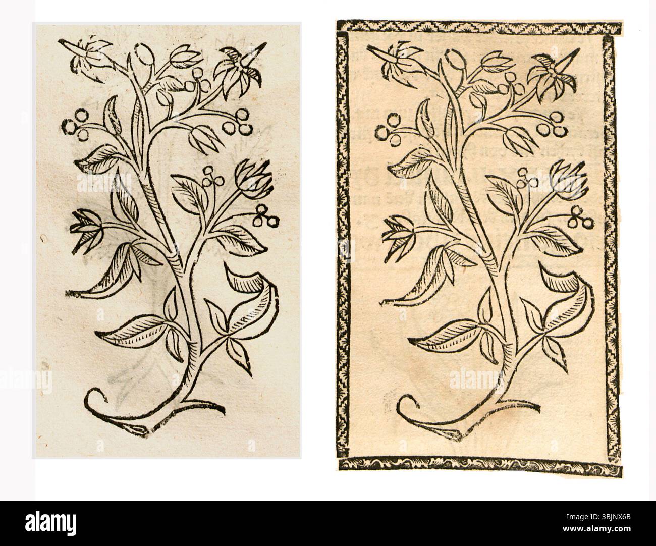 Illustrazione botanica di Solanum dulcamara, nota anche come Bittersweet nightshade, datata tra il 1497 e il 1500 e intitolata ''Ye lenger YE lieber''. Foto Stock