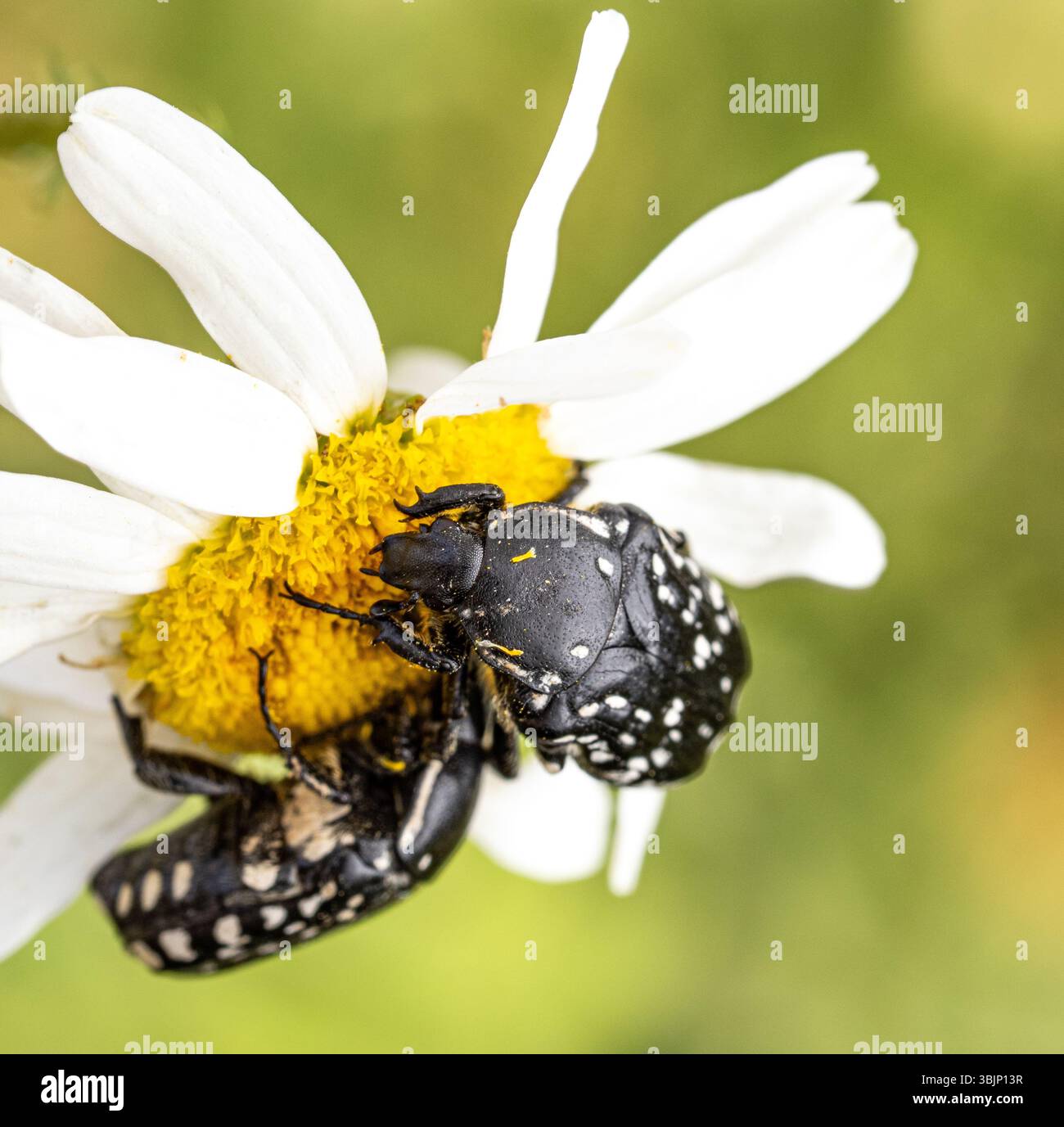 Una macro fotografia di due coleotteri neri con macchie bianche che si nutrono del centro giallo di un fiore di camomilla bianco. Dettagli delle conchiglie, gambe e. Foto Stock