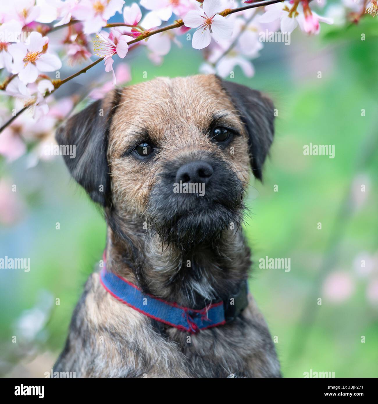 Cane Border Terrier seduto in fiore in primavera Foto Stock