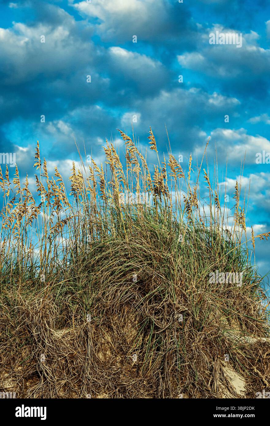 L'avena di mare cresce nelle dune costiere delle Outer Banks. Foto Stock