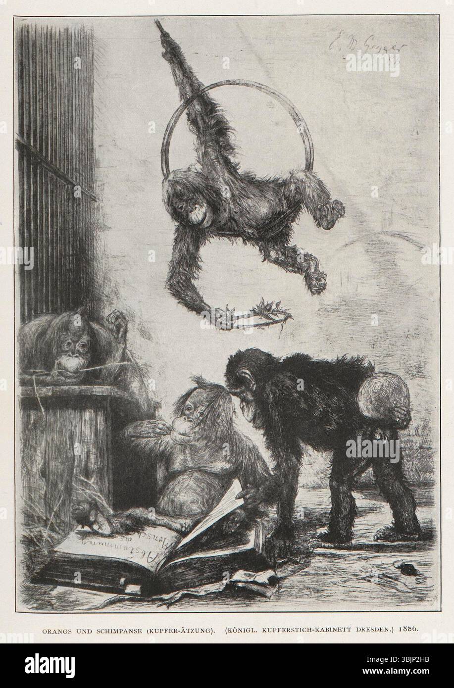 "Orangs und Schimpanse" (1886) di Ernst Moritz Geyger è un'incisione in rame raffigurante due specie di primati: Oranghi e scimpanzé. Questo lavoro sottolinea il vivo interesse dell'artista per il mondo naturale e la sua tecnica di incisione fine. Foto Stock