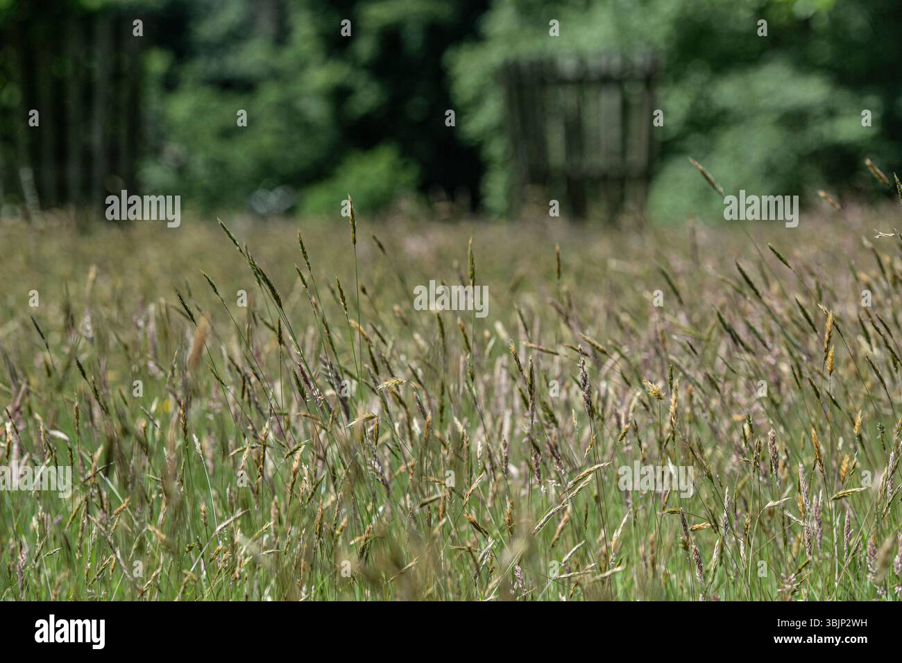 campo di erba di segale lunga Foto Stock