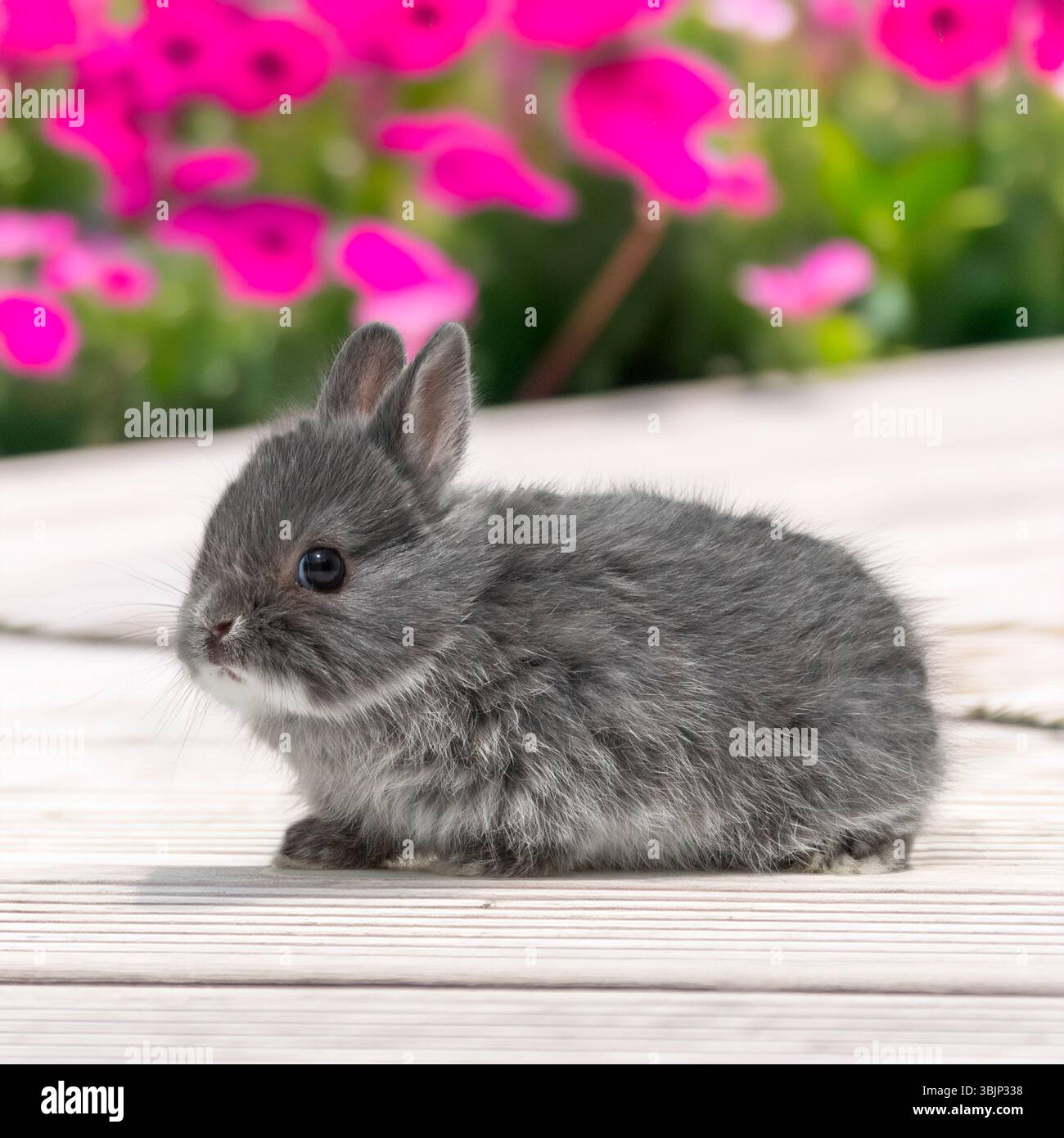 coniglio nano olandese seduto in giardino Foto Stock