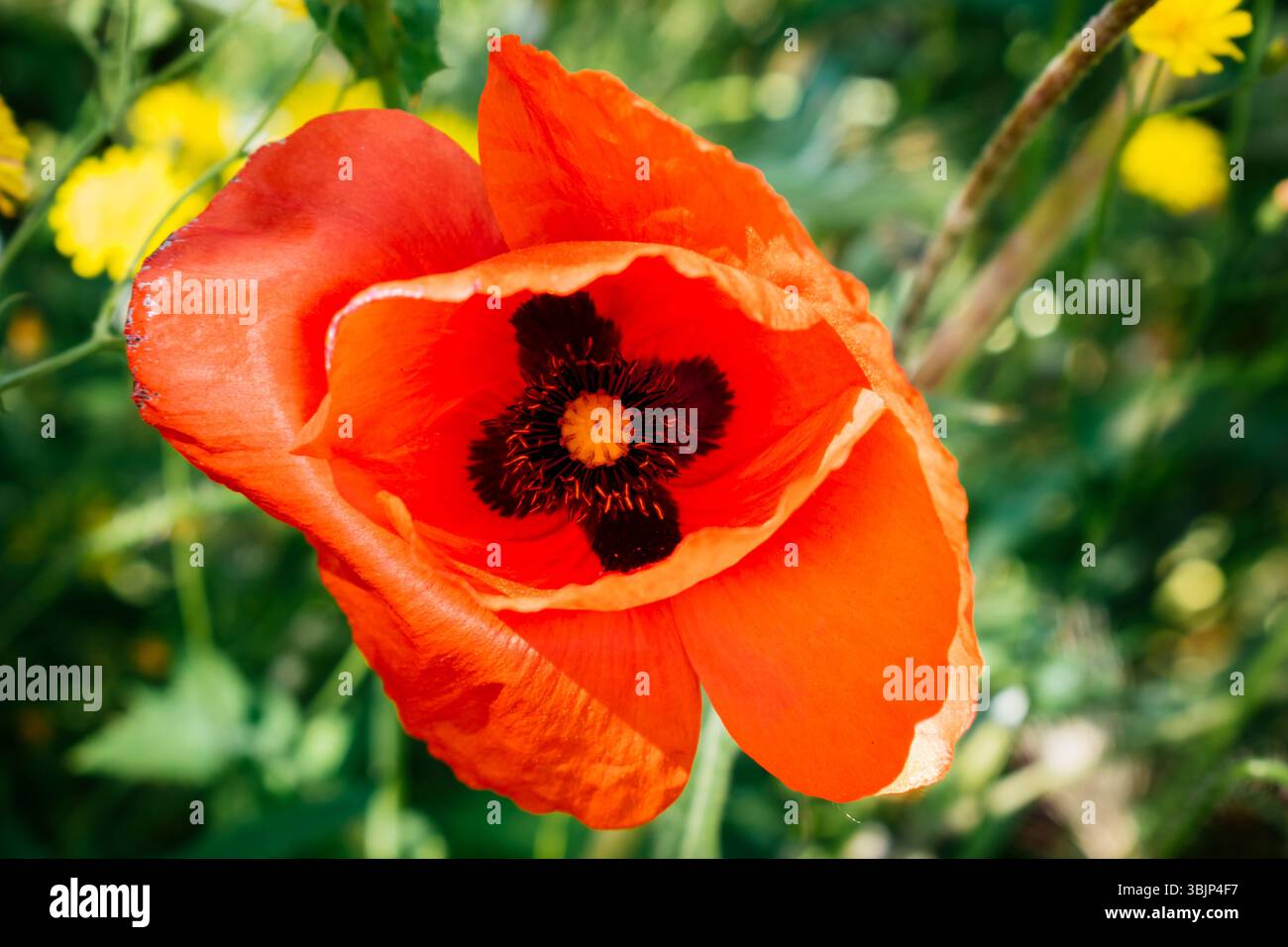 Papaveri rhoeas, con nomi comuni tra cui papavero comune, papavero di mais, rosa di mais, papavero da campo, papavero delle Fiandre, papavero rosso, e Odai, e' un'erbaccia annuale Foto Stock