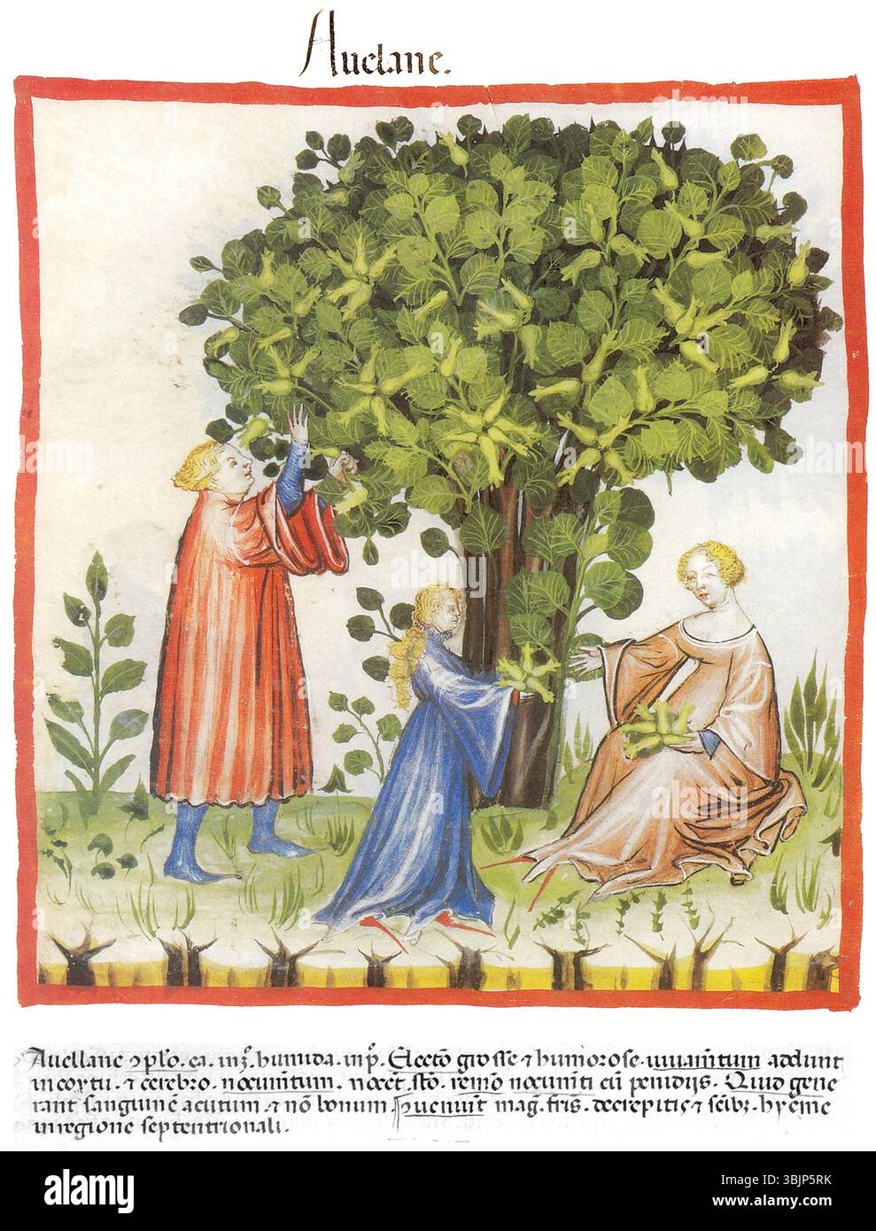 *Tacuinum Sanitatis Avellana* è un'illustrazione manoscritta del XIV secolo che mostra Corylus avellana, l'albero di nocciola, fornendo informazioni botaniche dettagliate tipiche dei testi medici e botanici del tempo. Foto Stock