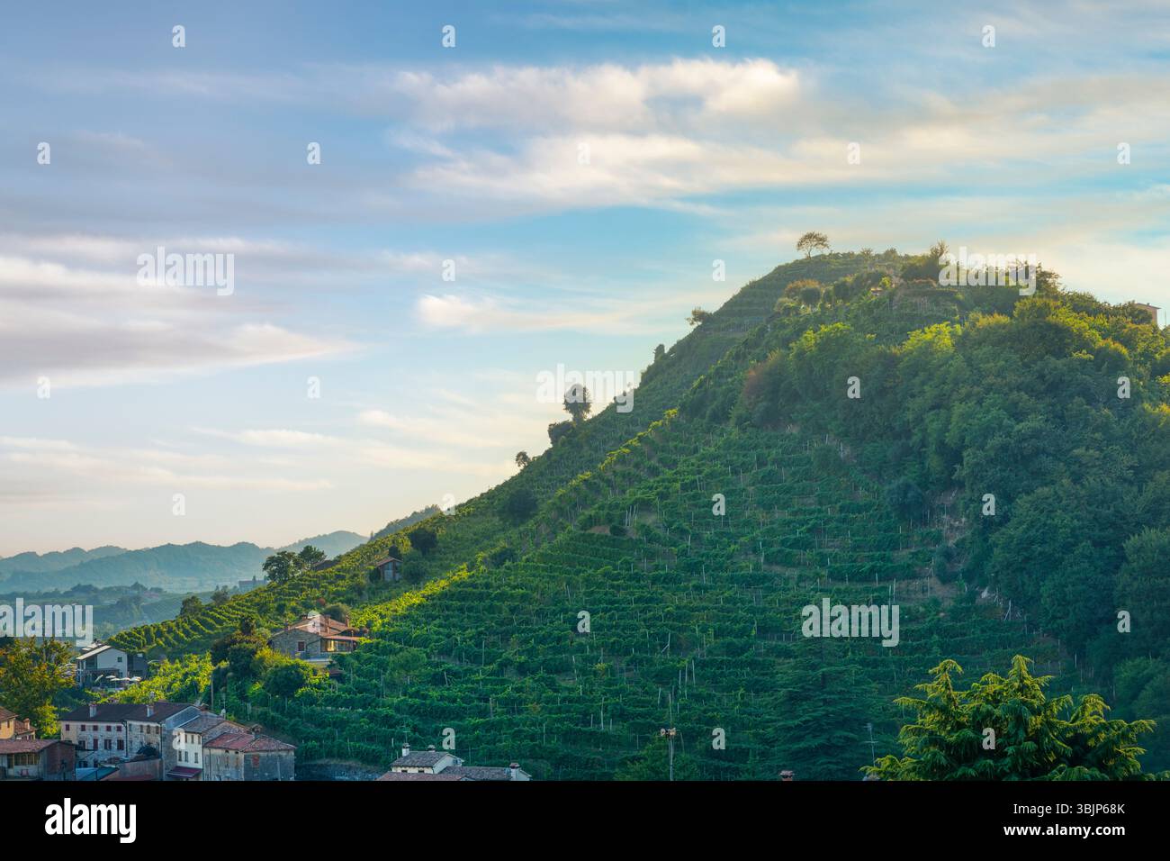 I vigneti di Prosecco su una collina ripida e caratteristica. Valdobbiadene, provincia di Treviso, regione Veneto, Italia Foto Stock