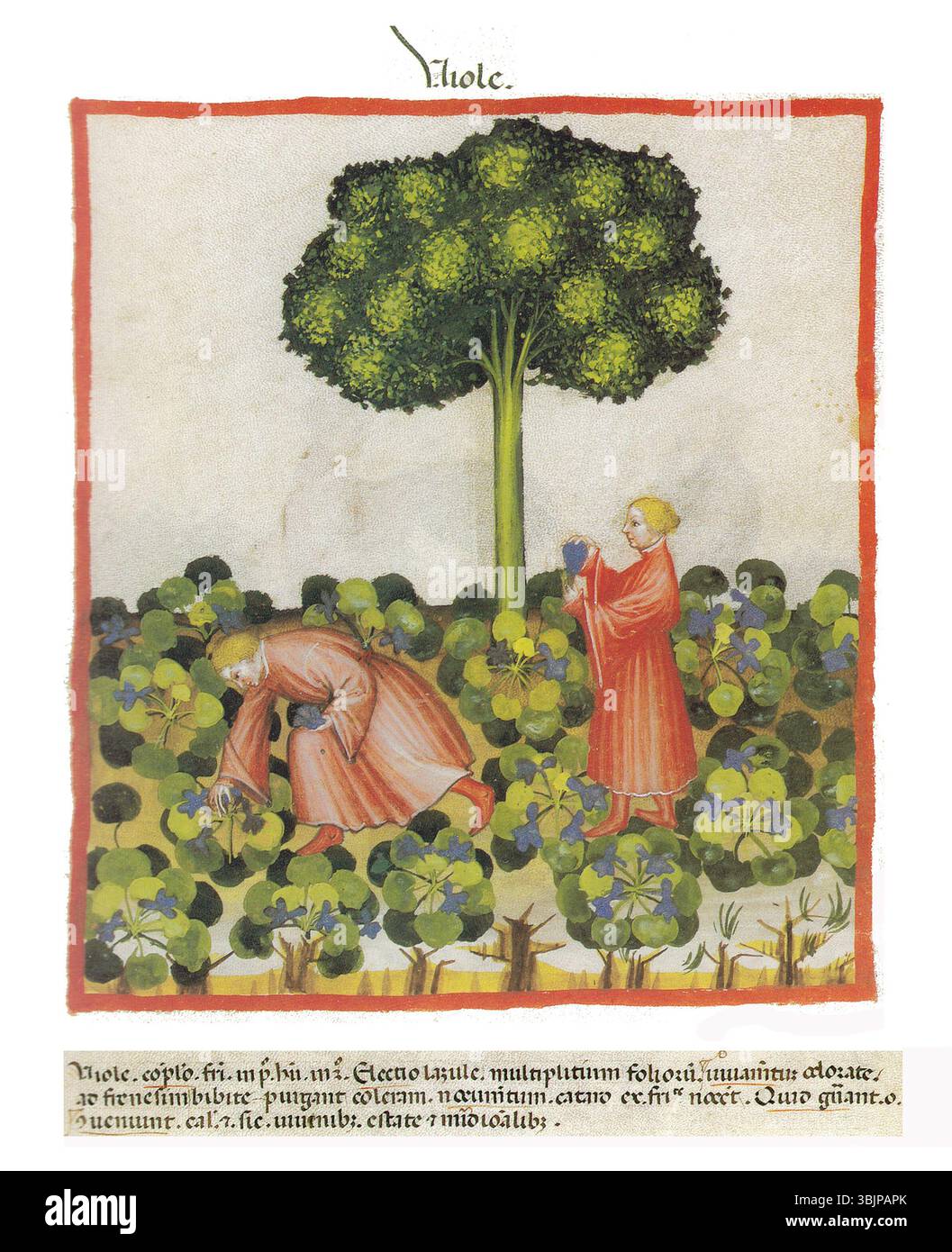 Illustrazione manoscritta del XIV secolo che mostra Viola odorata (viola dolce), raffigurante l'uso del fiore nelle pratiche medicinali medievali. Foto Stock