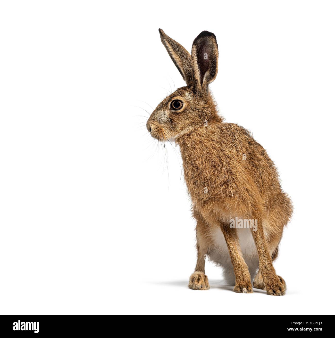 Lepre europea, lepre bruna, Lepus europaeus, in piedi con orecchie appoggiate su uno sfondo bianco Foto Stock