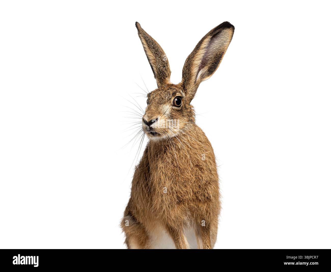 Colpo alla testa di una curiosa lepre marrone, Lepus europaeus, con orecchie erette isolate su un bianco Foto Stock