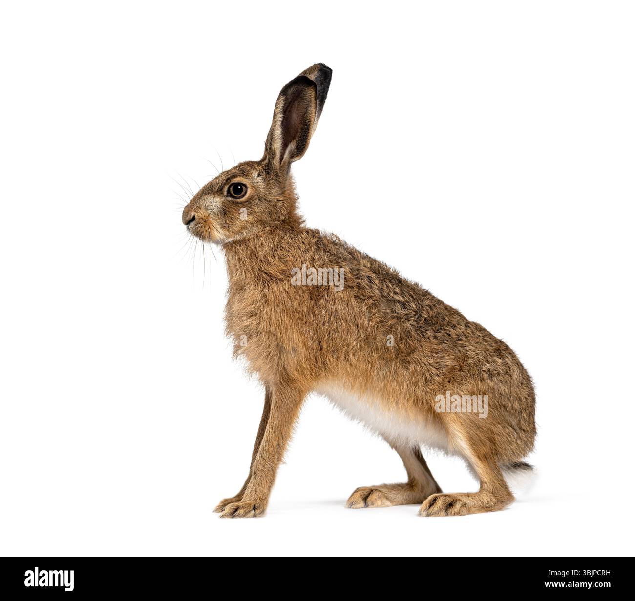 Vista laterale della lepre europea o della lepre marrone, lepus europaeus, seduta e con vista sullo sfondo bianco Foto Stock