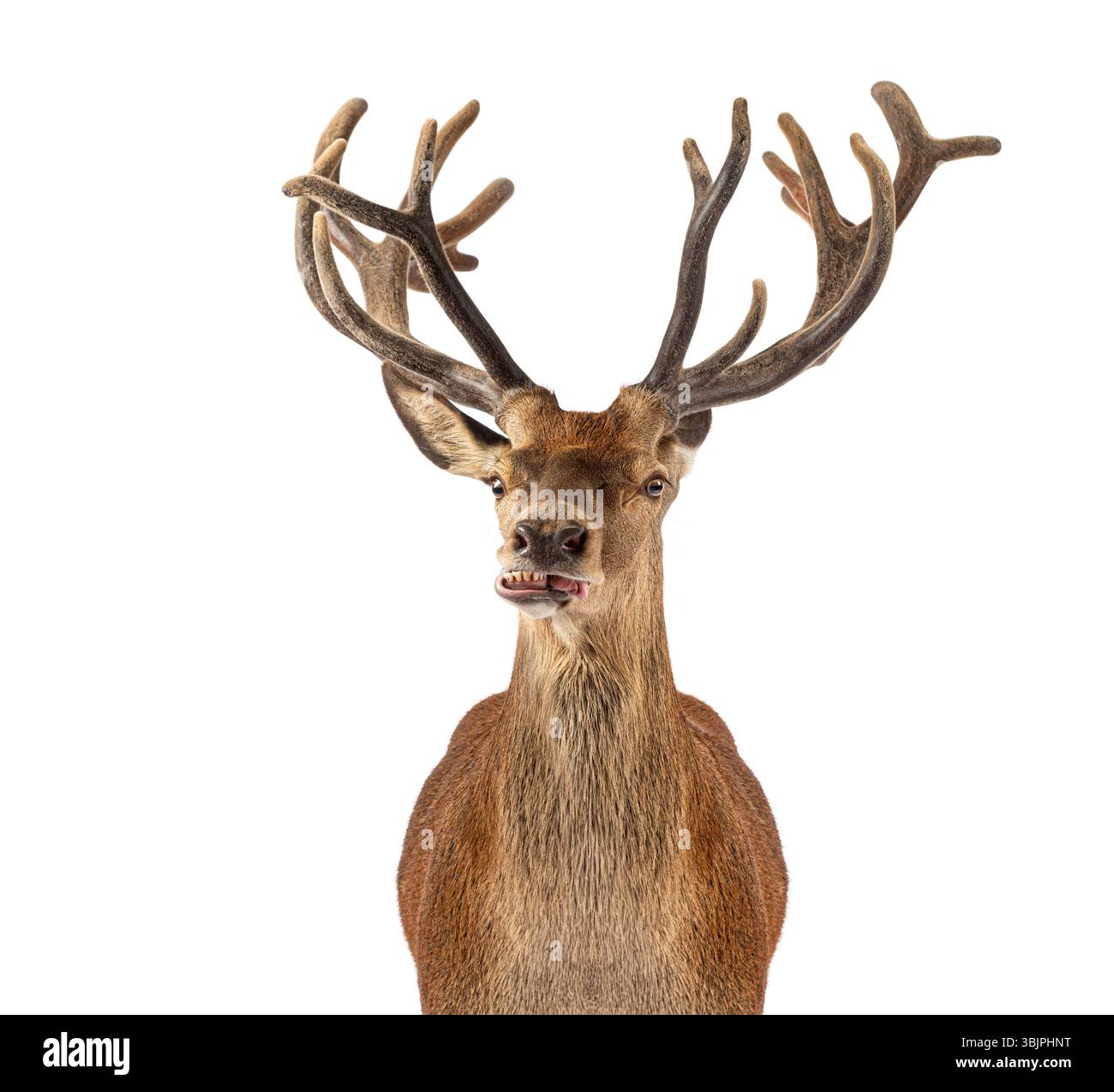 Cervo rosso cervo, Cervus elaphus, che mostra denti con grandi palchi su sfondo bianco Foto Stock