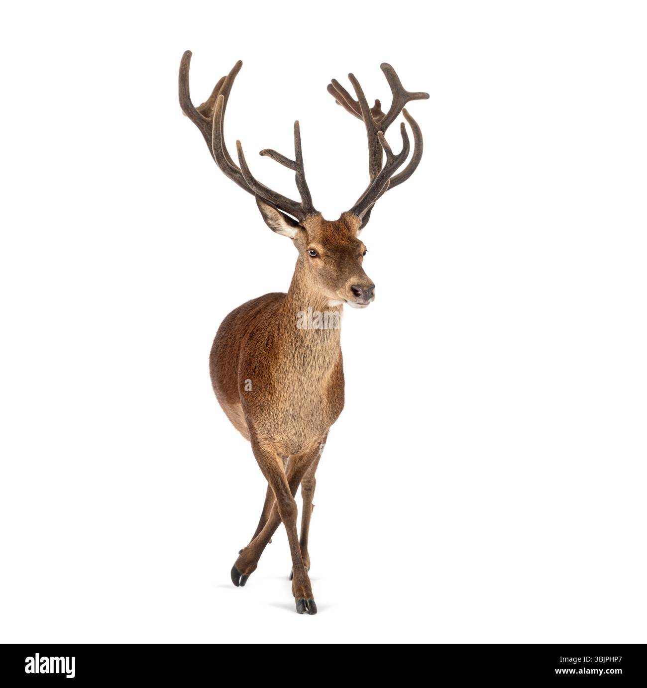 Orgoglioso cervo rosso cervo, Cervus elaphus, con grandi corna che camminano su uno sfondo bianco Foto Stock