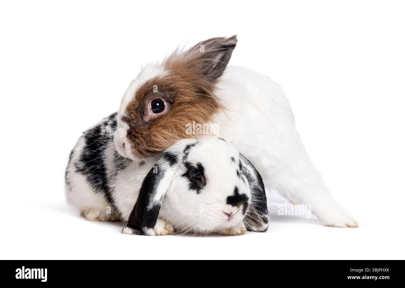 Adorabili conigli che si coccolano su sfondo bianco Foto Stock