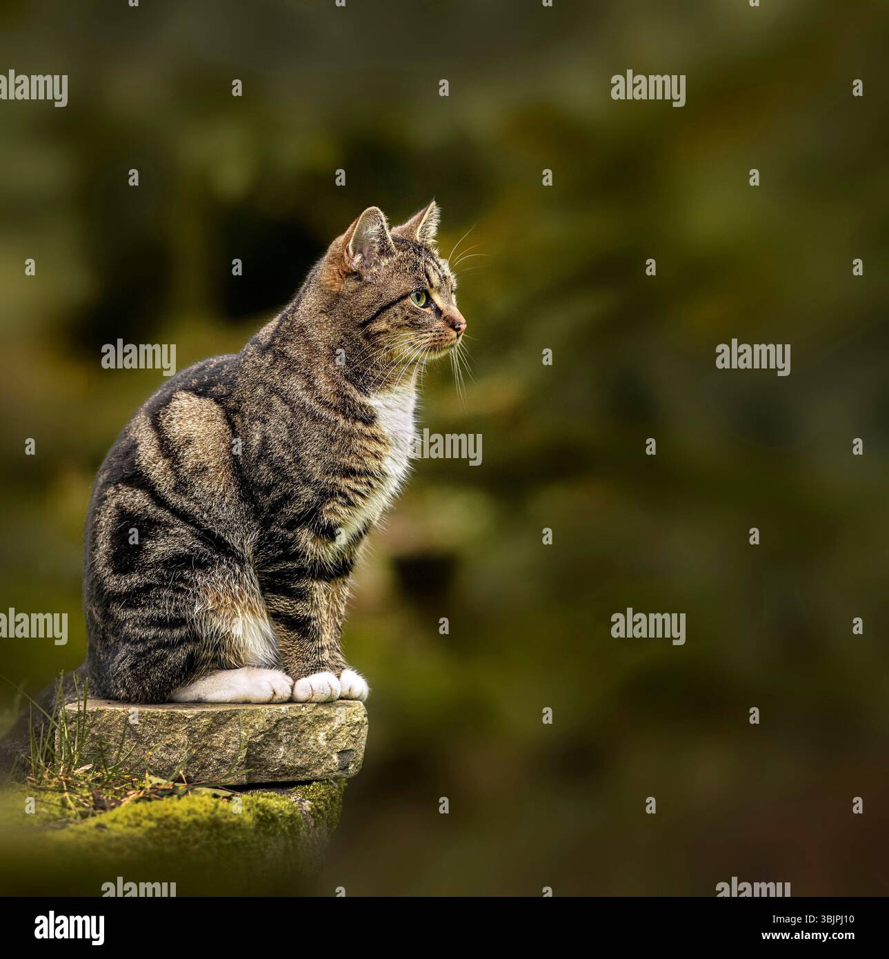 Il gatto Tabby siede graziosamente su una roccia muschiata, il suo sguardo fisso sul paesaggio lontano, mostrando la serena bellezza della natura Foto Stock