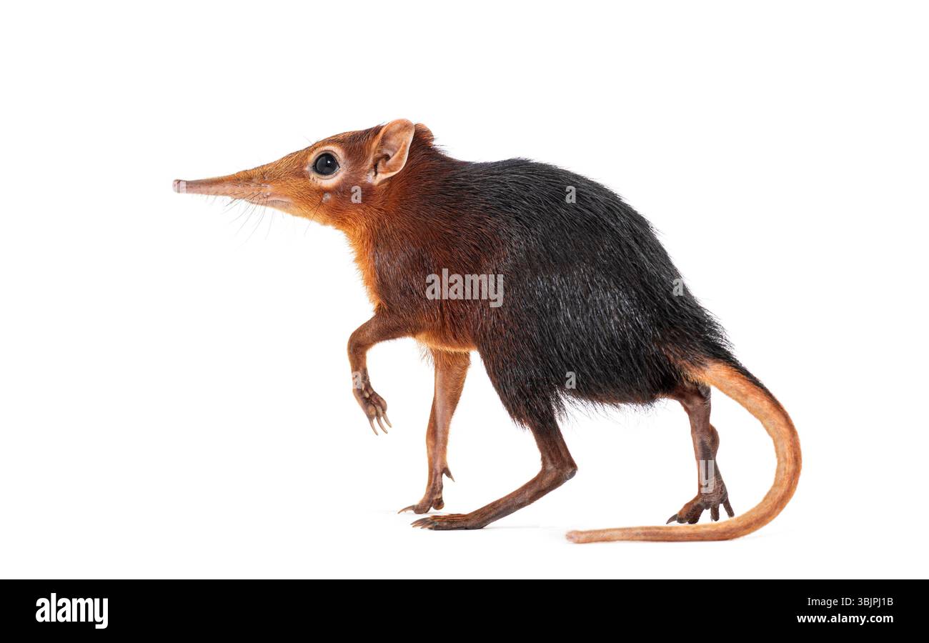 Toporagno di elefante nero e ruvido, Rhynchocyon petersi, che cammina e mostra il suo caratteristico muso lungo, appuntito, isolato sul bianco Foto Stock