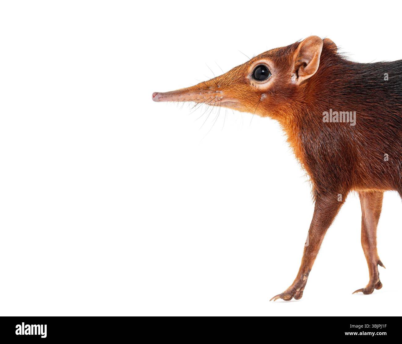 Toporagno di elefante nero e ruvido, Rhynchocyon petersi, che cammina e mostra il suo caratteristico muso lungo, appuntito, isolato sul bianco Foto Stock