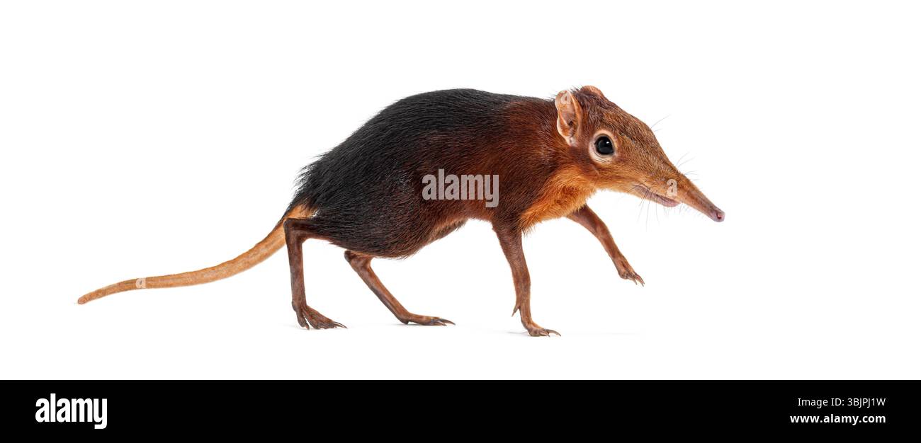 Toporagno di elefante nero e ruvido, Rhynchocyon petersi, che cammina e mostra il suo caratteristico muso lungo, appuntito, isolato sul bianco Foto Stock